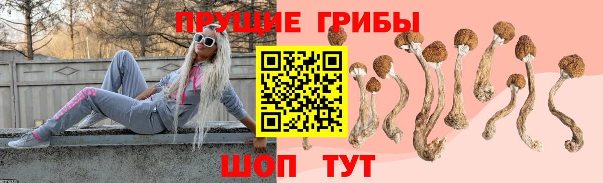 Псилоцибиновые грибы Psilocybine cubensis Владимир